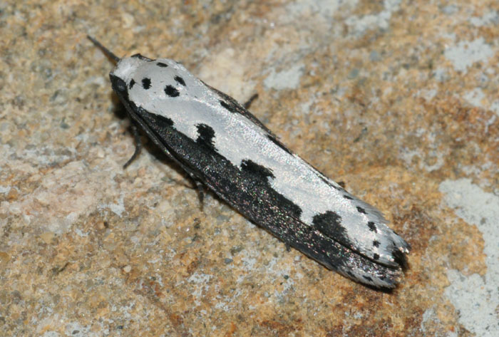 Ethmia bipunctella